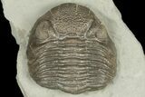 Two Eldredgeops Trilobite Fossils - Silica Shale, Ohio #188875-1